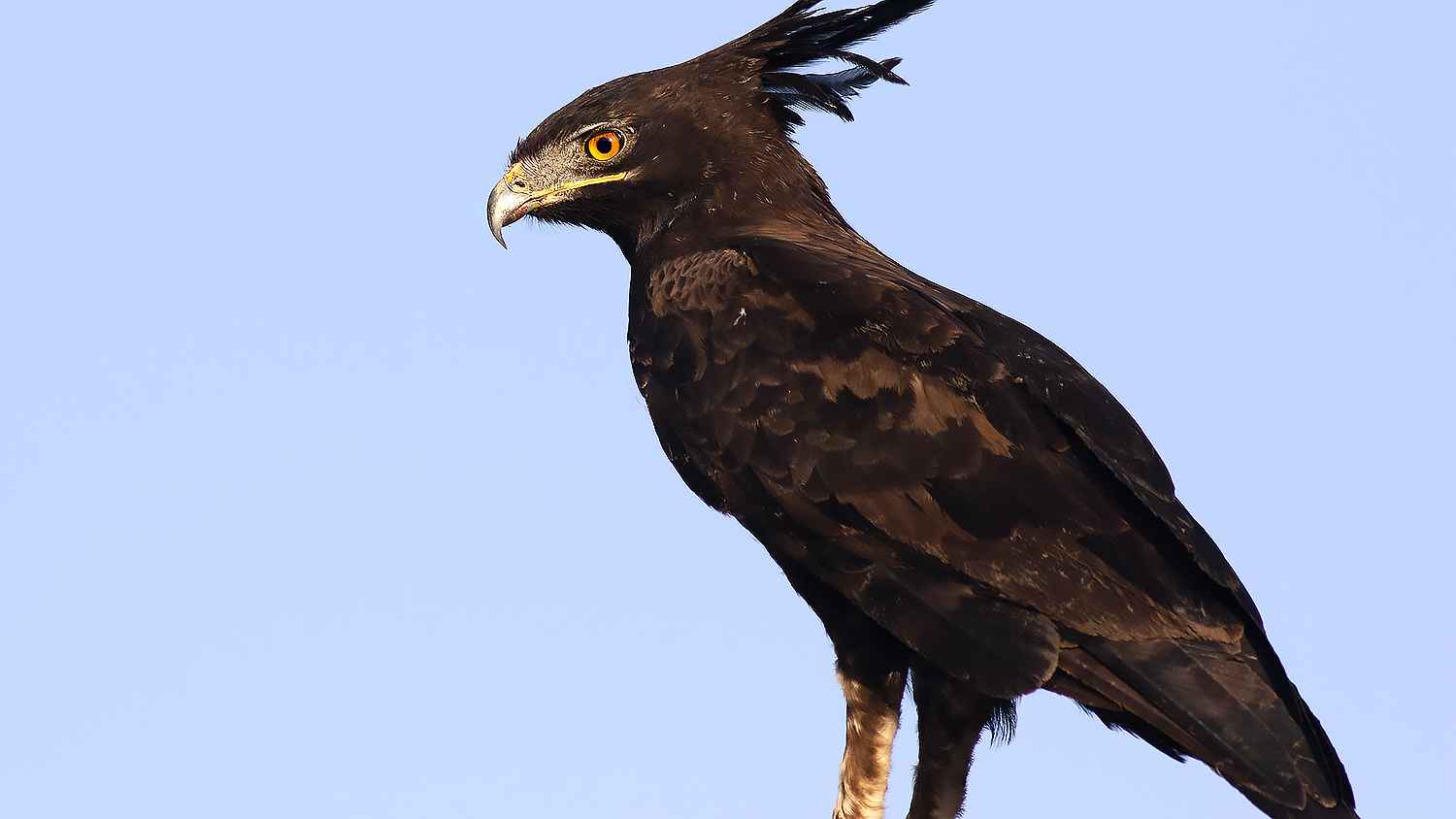 Long-crested Eagle